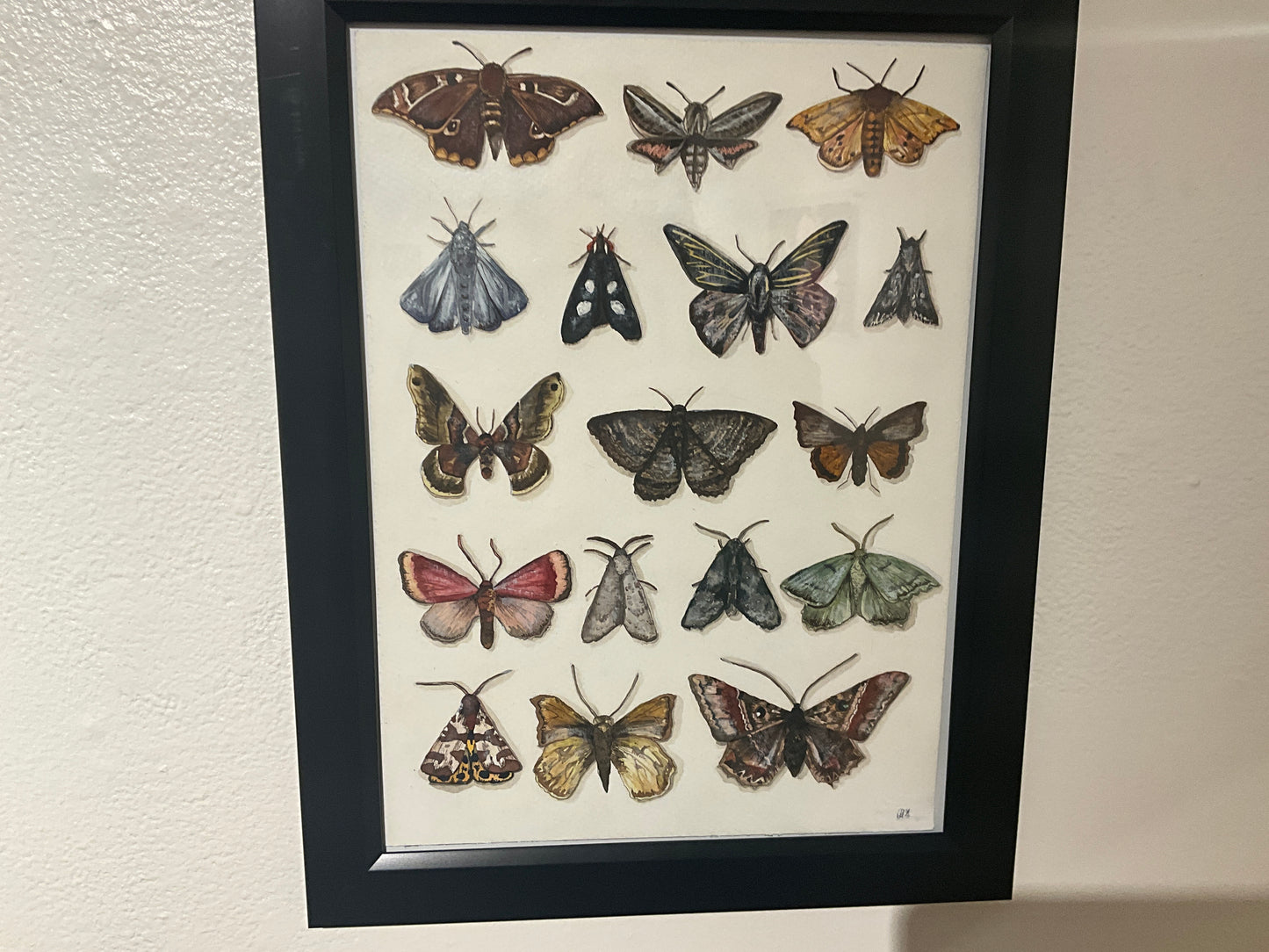 Dulci Stutzman - Butterflies